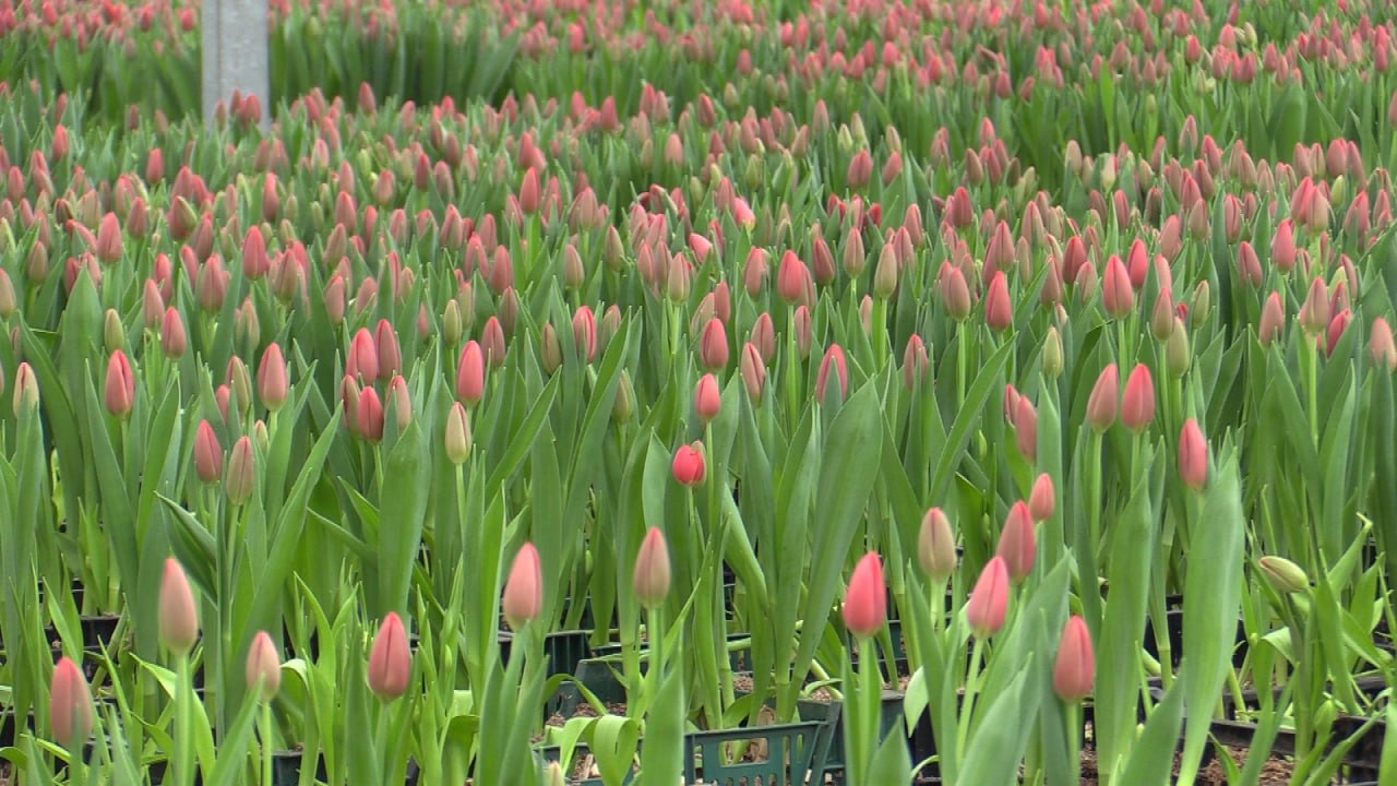 Где купить тюльпаны на 8 Марта в Красноярске: публикуем список адресов