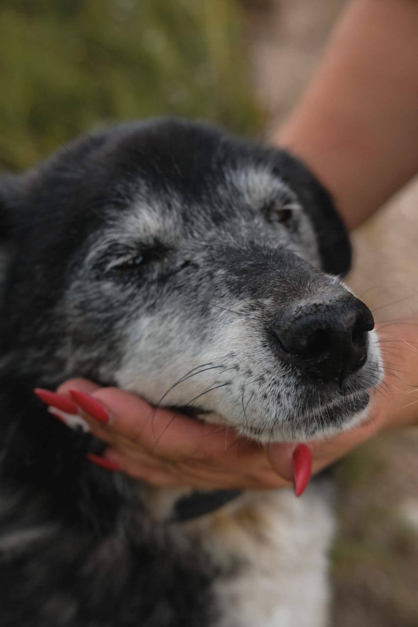 Пропала собака!. «Взрослый пес по кличке Дедуля, черный с сединой. Выпрыгнул из машины и убежал 4 марта примерно в 16:00. В районе Алексеева, 7. В ошейнике с поводком. Поводок серый. Ехали к доктору на осмотр. Дедуля очень... Пропала собака!. «Взрослый пес по кличке Дедуля, черный с сединой. Выпрыгнул из машины и убежал 4 марта примерно в 16:00. В районе Алексеева, 7. В ошейнике с поводком. Поводок серый. Ехали к доктору на осмотр. Дедуля очень...