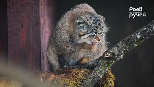 Доброе утро от манула Бориса