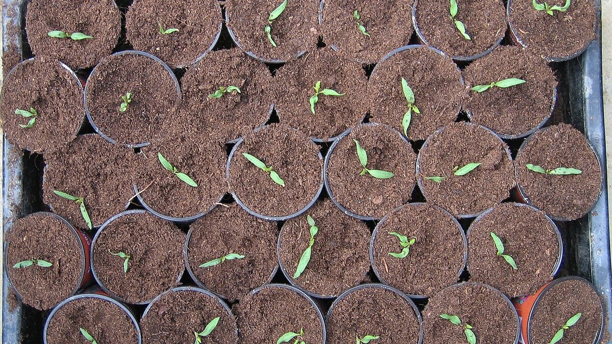 Как ухаживать за первой рассадой: важные шаги для успешного роста