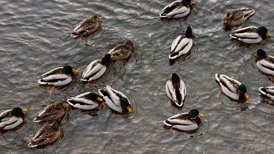 �������� ����� �� ����� ������