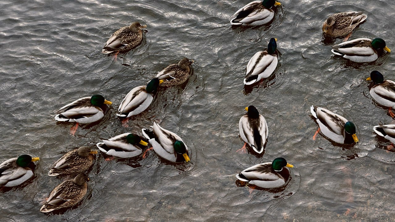 Весенние кадры из жизни уточек