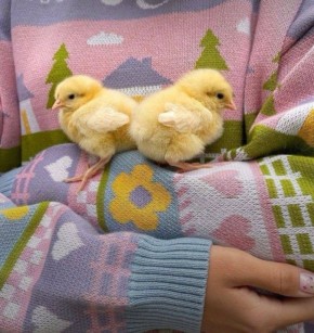 Доброе утро!. Пусть этот милый цыпленок наполнит вашу ленту теплом и позитивом! Желаем вам прекрасного дня п.с. Посмотрев на этого птенца мы вспомнили старый философский вопрос: курица или яйцо? Так что же появилось раньше?...