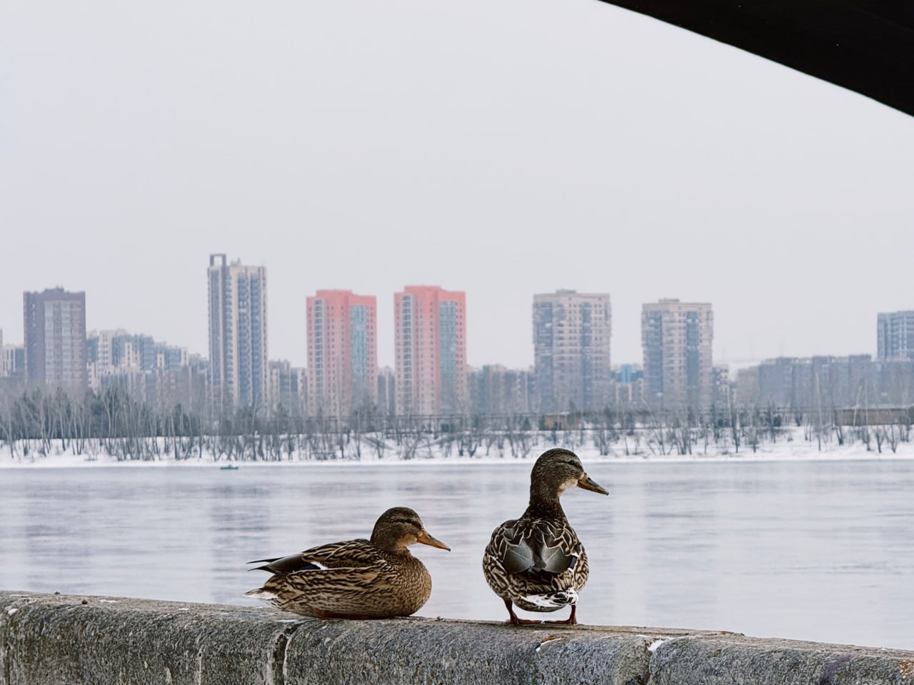 Весенние кадры из жизни уточек Весенние кадры из жизни уточек