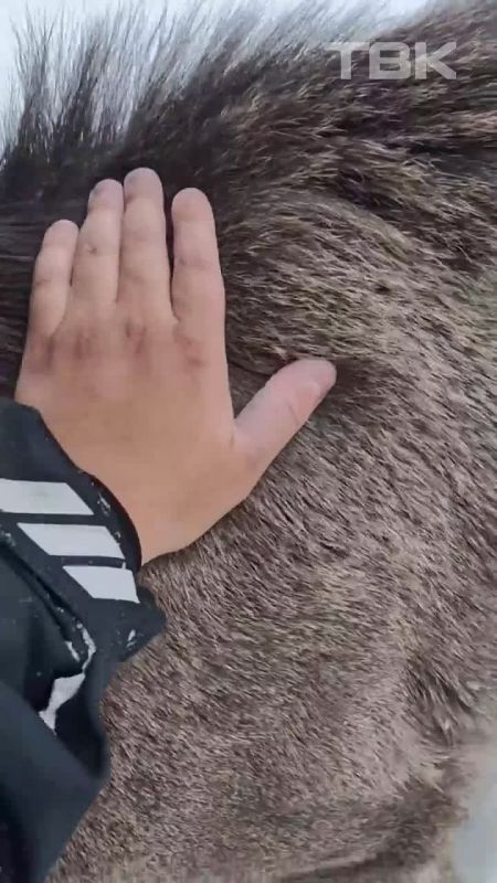 ������ ����������� � ���������� �� ��� ��������� ��������