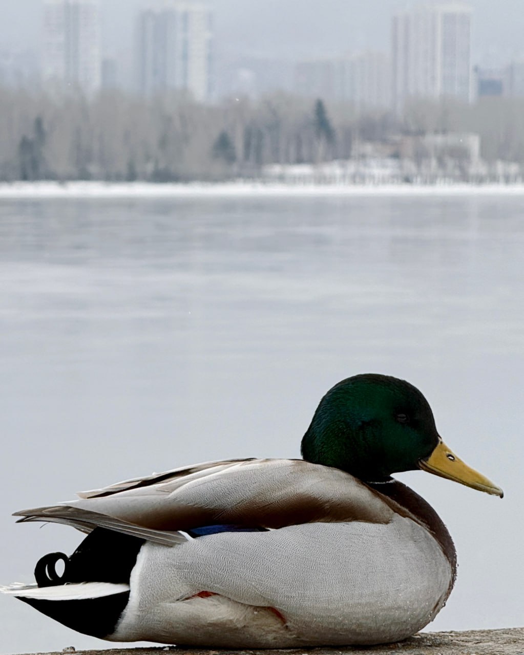 Весенние кадры из жизни уточек Весенние кадры из жизни уточек