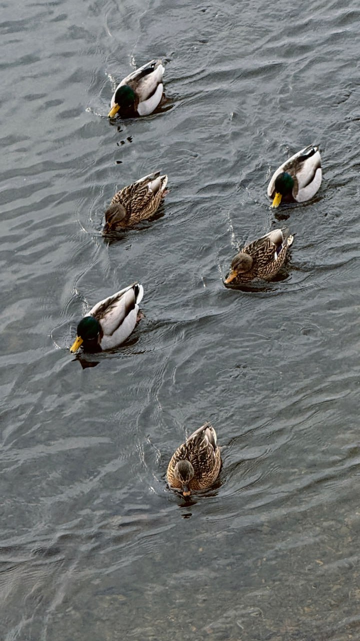 Весенние кадры из жизни уточек Весенние кадры из жизни уточек