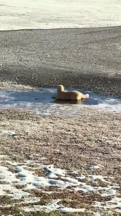 Гороскоп для любителей выходить на лед