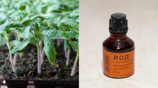 ��������� ������, ������� ������� ���� ������ ������ � �������