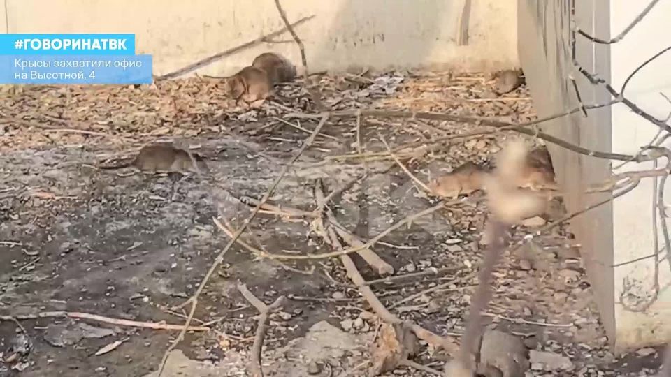 Крысы захватили офис на Высотной, 4