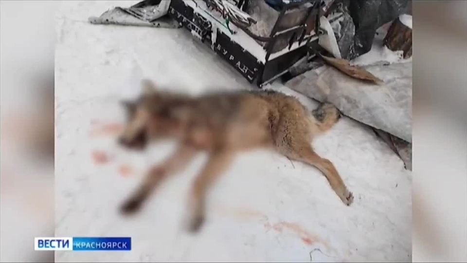 В Богучанском округе стаи волков нападают на домашних собак