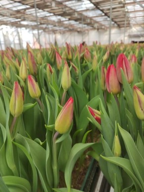 ����� ������ ����� �� 8 ����� � �����������?