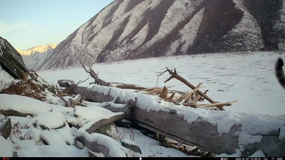 Фотоловушка в Саяно-Шушенском заповеднике засняла самку барса Клёпу с тремя подросшими котятами