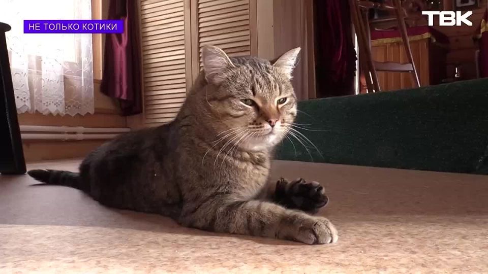 «Не только котики»: кот Васька из храма на Маяке