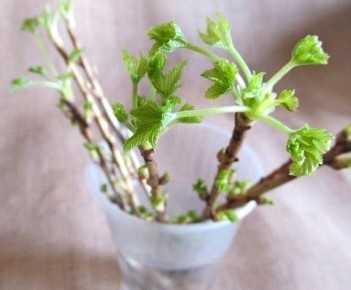 ��� ��������� ��������� ������ ��������� ������: ������ � �������