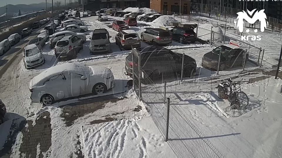 Бродячие собаки напали на восьмилетнего мальчика у калитки на Свердловской