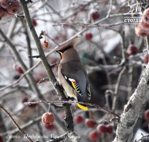 �����, ��������, �������: ���������� ����������� ���������� � ����������