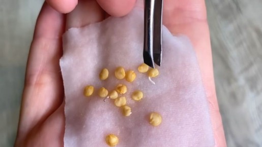 ��� �������� ��������� �������: ������� ������ �� �������