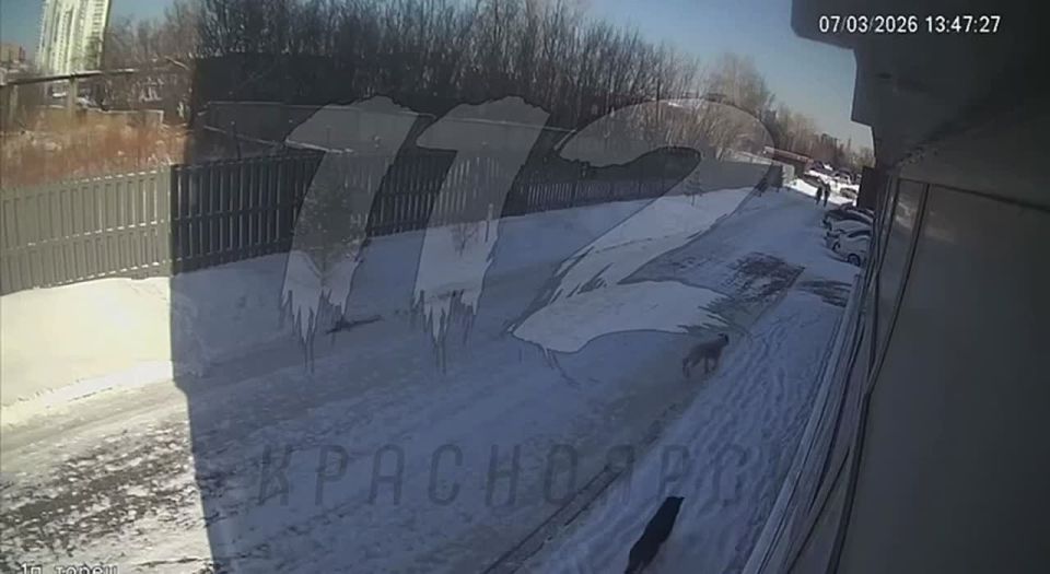 Следователи возбудили дело после нападения собаки на ребенка