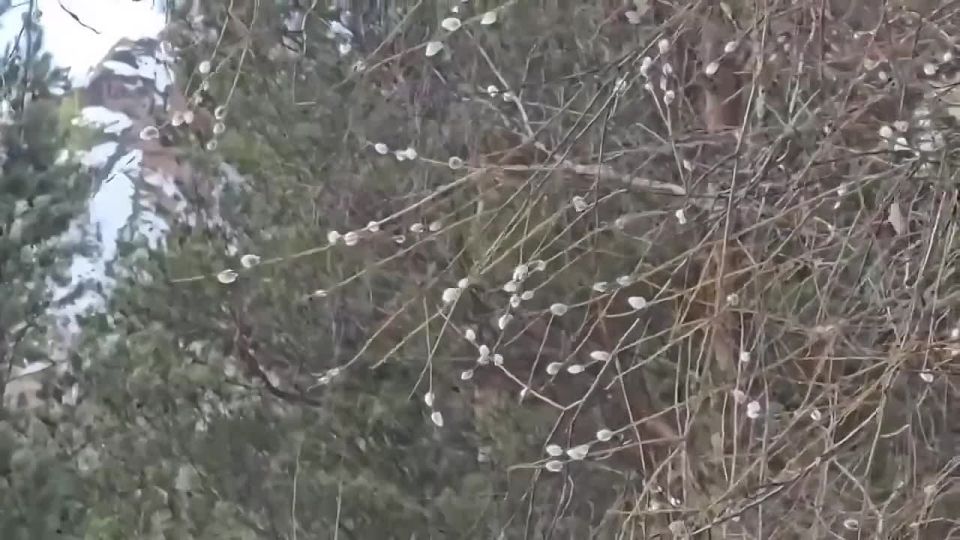 Несколько теплых мартовских дней сделали свое дело: в нацпарке «Красноярские Столбы» зацвела верба