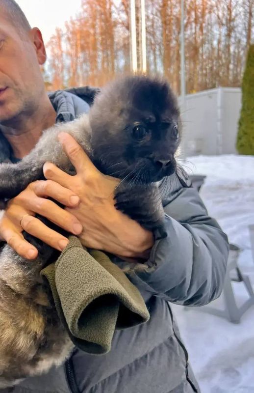 На Ладожском озере очевидцы спасли детёныша нерпы, на которого напала стая чаек