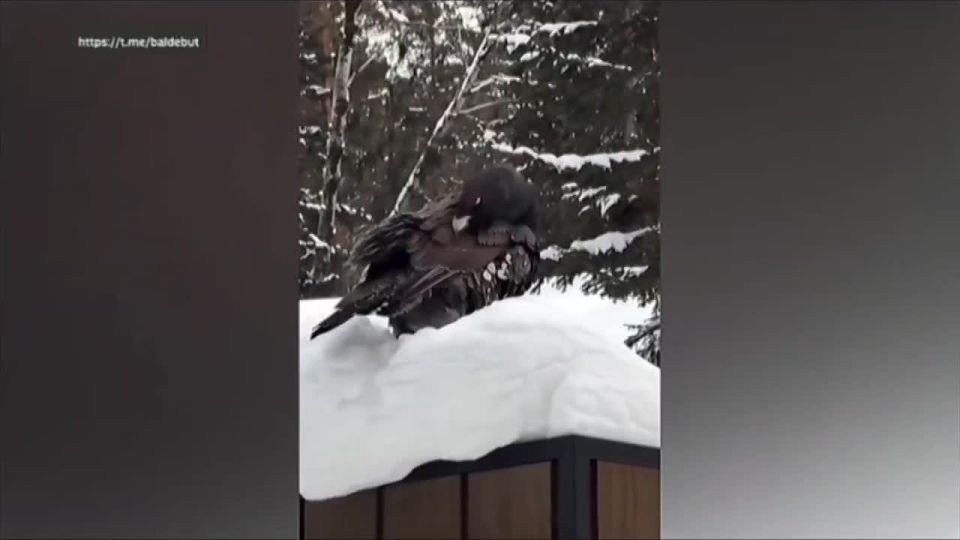 Глухарь из нацпарка "Столбы" покорил соцсети