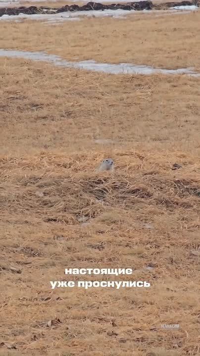 Суслики проснулись в Красноярске