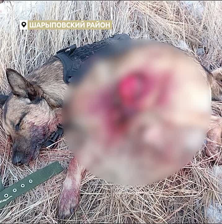 Бизнесмен застрелил овчарку в Шушенском районе