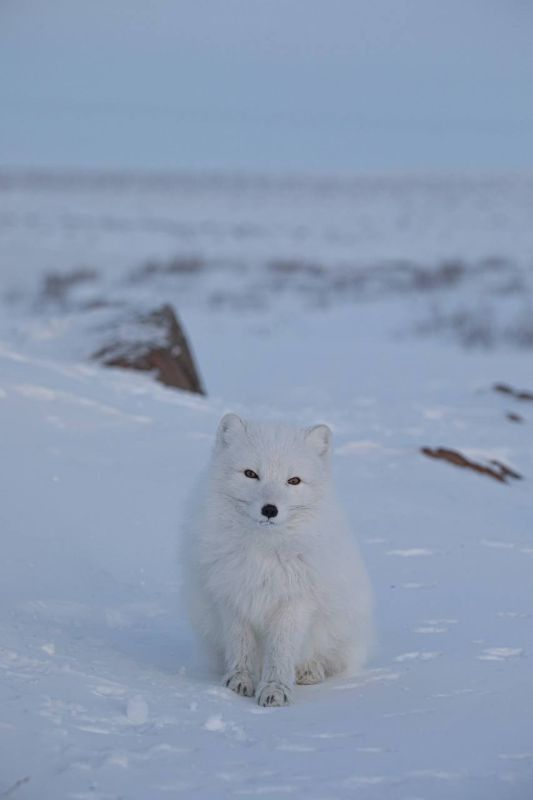 Песец позирует фотографу в Норильске