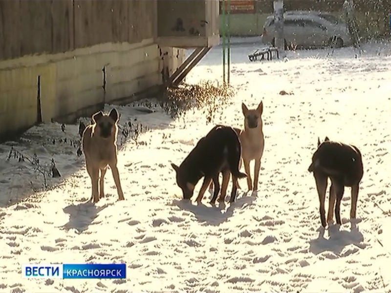 В Ачинске чиновницу подозревают в превышении полномочий при организации отлова собак