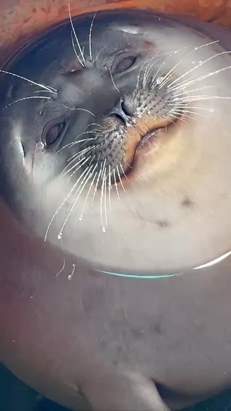 Только взгляните, какая милота!