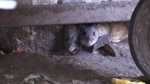 ����������� ������ �������?