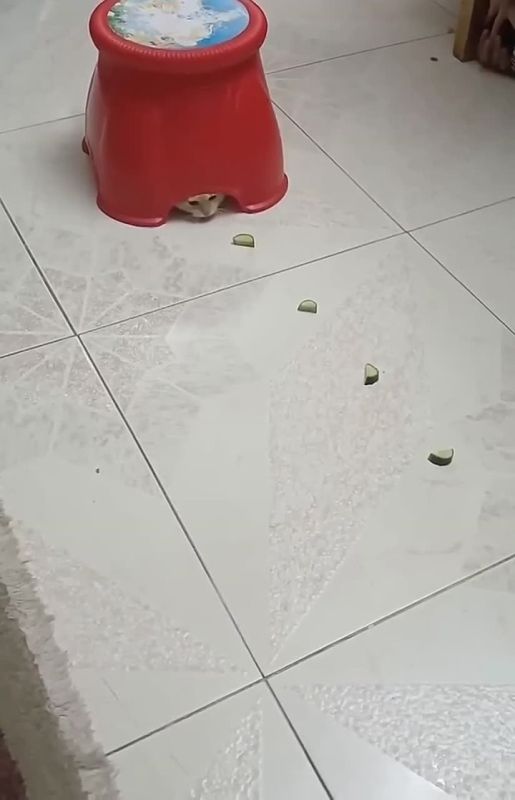 ����������� ������-��������