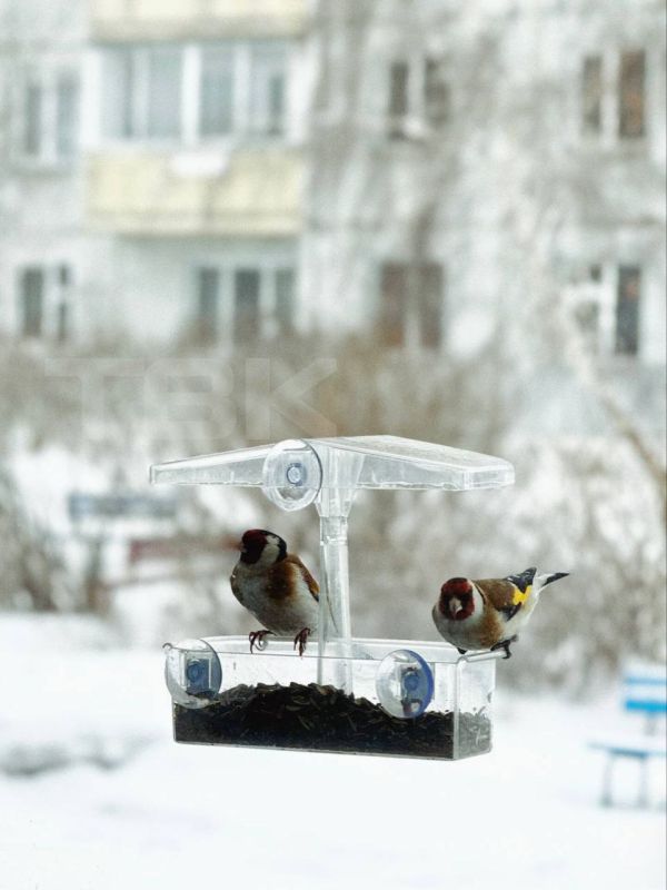 Разноцветные гости. Кормушка притягивает самых разных птиц