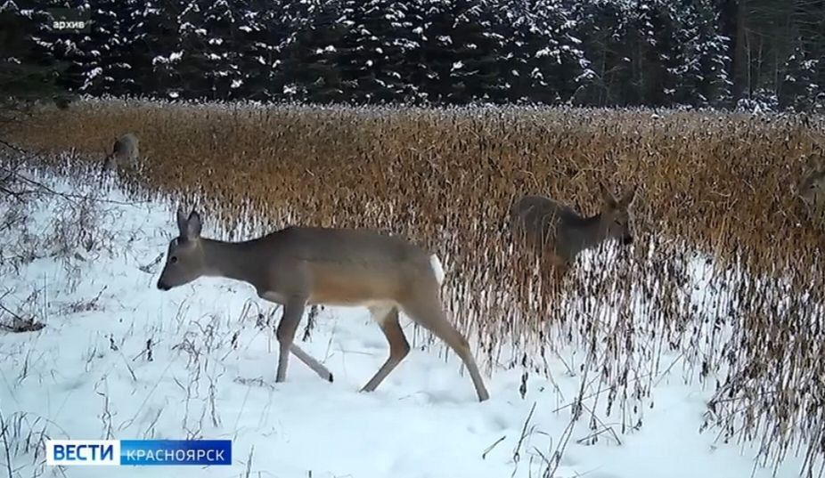 Жители края всё чаще замечают диких копытных животных в населённых пунктах