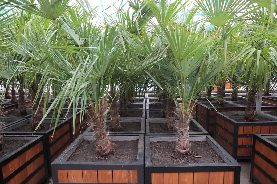 Зима не хочет уступать свои права весне, а в это время в теплицах УЗС цветут экзотические деревья