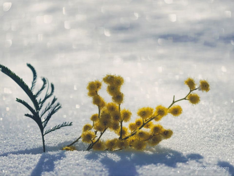 ����� ������� ������, ������ �� ������