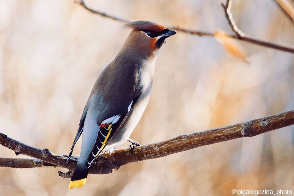 �������� � ������� �������� ������� ����������� ���������