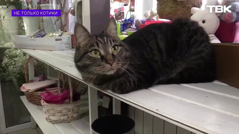 ��� ������ ������: ��� ������ �� ���������� ��������