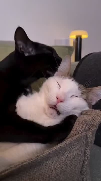 ������ ���� �������. ���