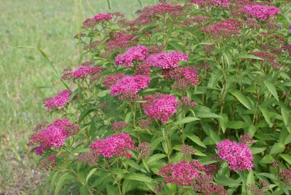 ��� ��������� �������� ������������� ������: ������ �� �����