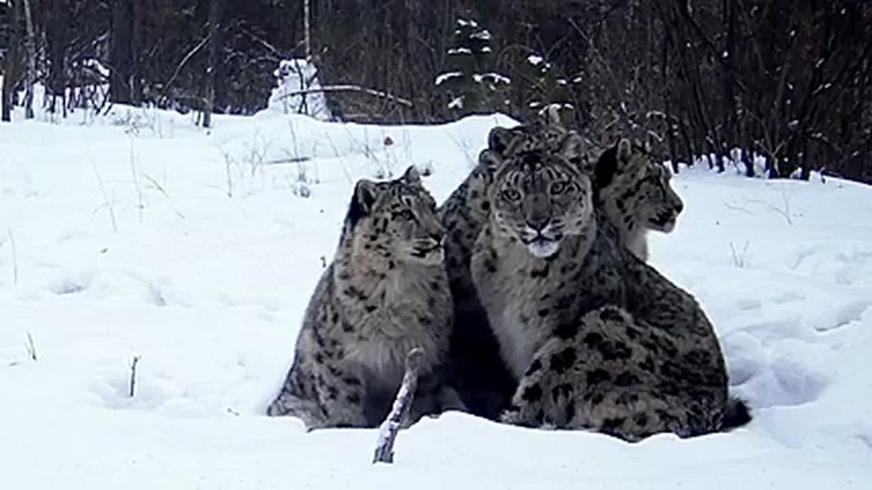 � ����� �����-���������� ����������� ������ ������� ����