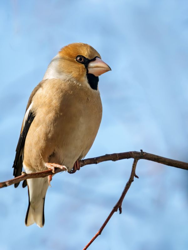 ����� ������� �������. ����: ����� ������������