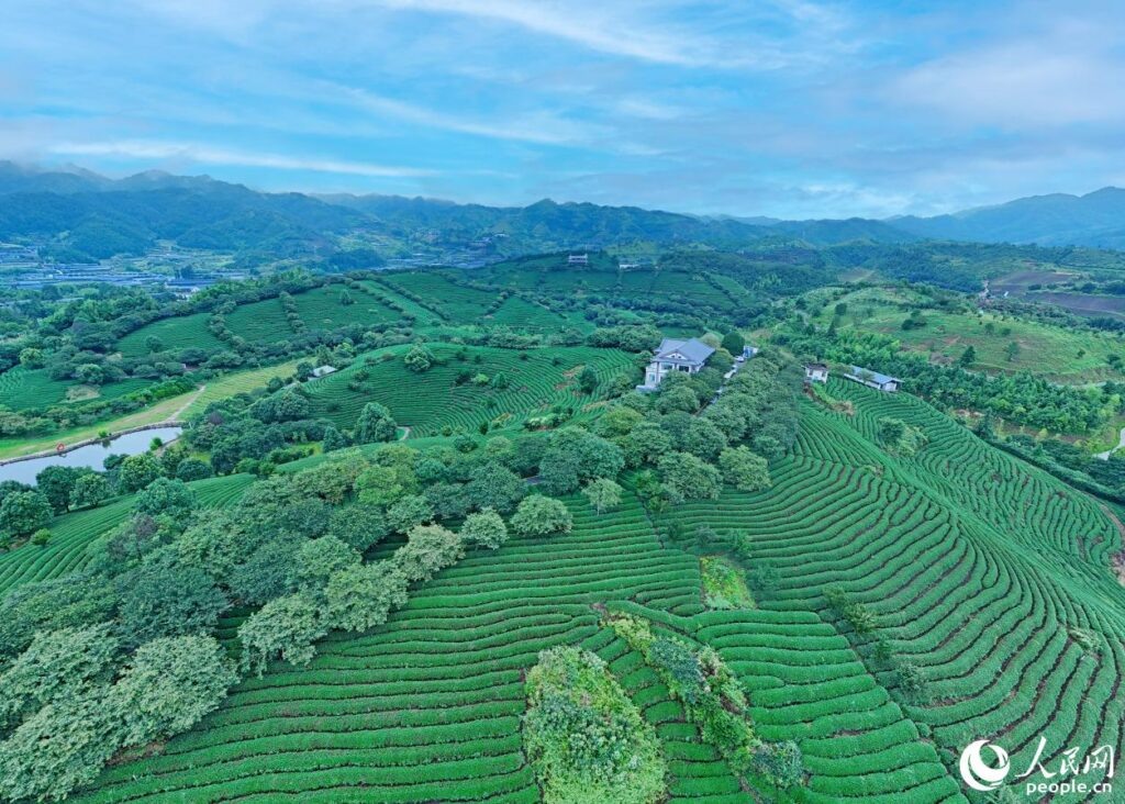 Необычные истории о чае: от молока до земли