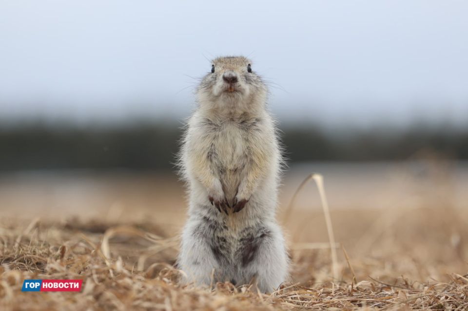 ������� Gornovosti ������: � ����������� ����������� �������, ������ ����������� ��� ������������, ������ ����� � ���� ������ ����