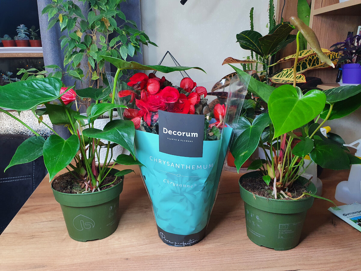 Как спасти антуриум: полезные советы для новичков