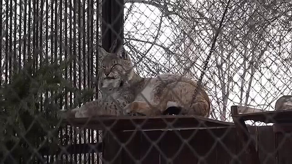 ������ ��������� ������� ��� �������