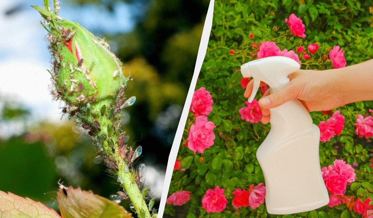 Как защитить розы от тли: весенние советы для ваших клумб