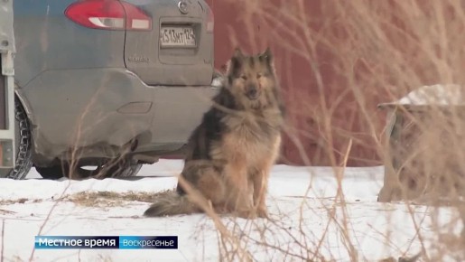 Бродячие собаки продолжают терроризировать красноярцев