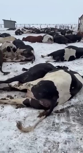 «Уничтожают на ровном месте»: в регионах России массово забивают скот под предлогом опасной болезни